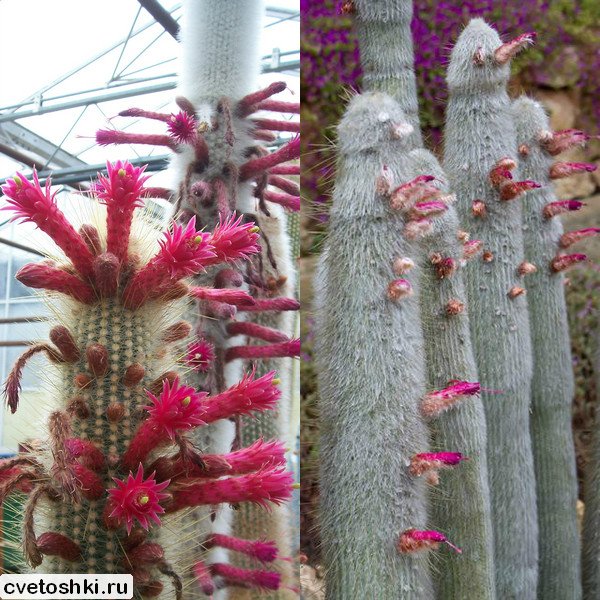 Cleistocactus strausii (2)