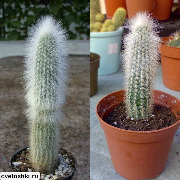 Cleistocactus strausii (3)