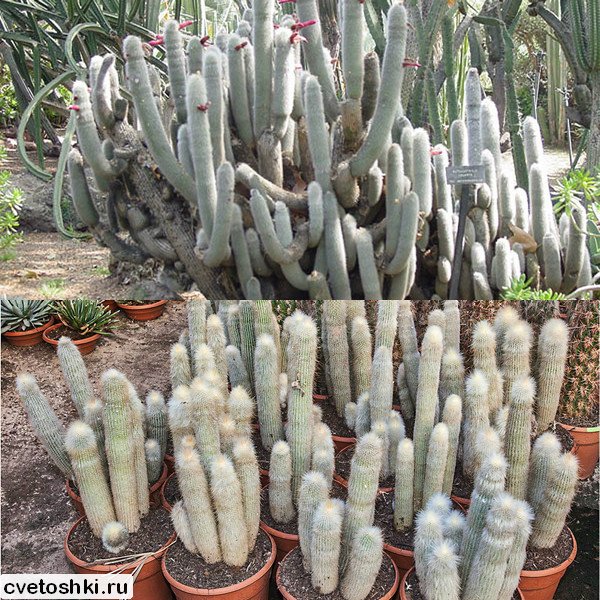 Cleistocactus strausii (5)