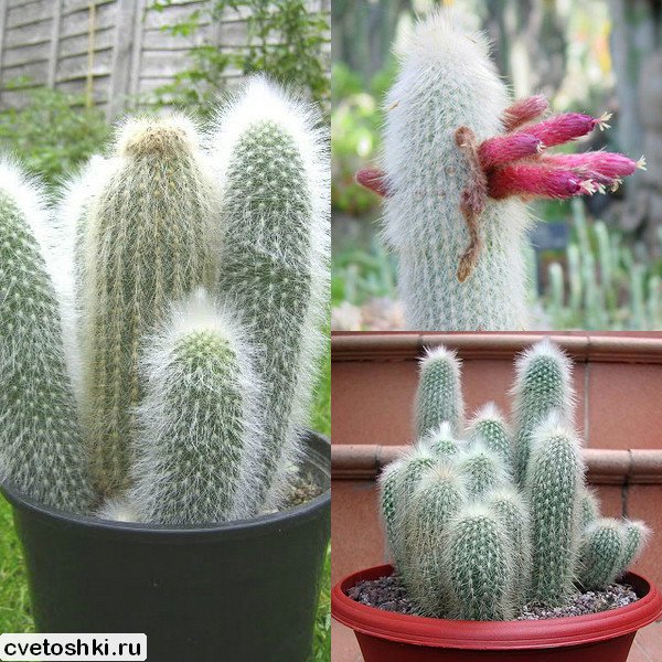 Cleistocactus strausii (8)