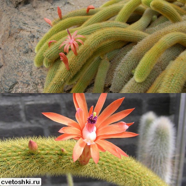 Cleistocactus winteri (2)