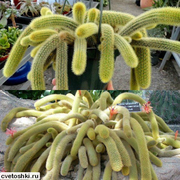 Cleistocactus winteri (3)