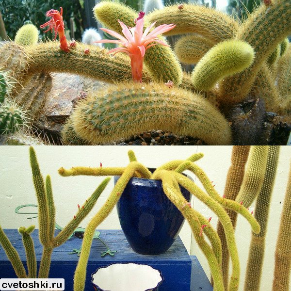 Cleistocactus winteri (4)