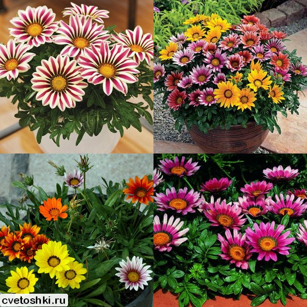 Gazania (11)