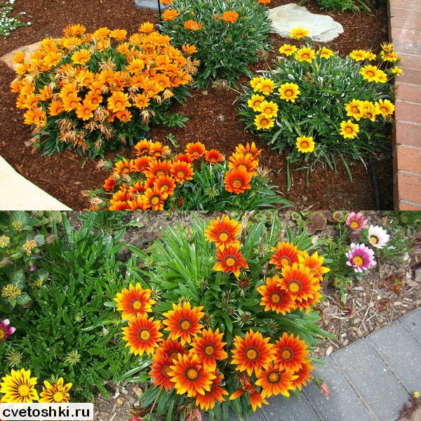 Gazania (13)