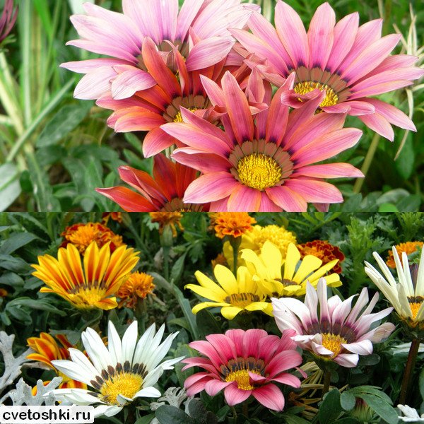 Gazania (14)