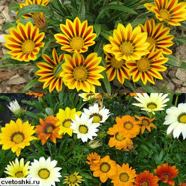 Gazania (4)