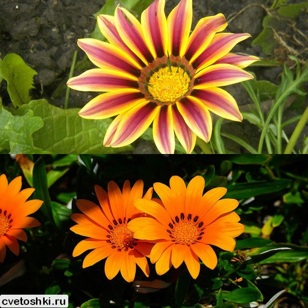 Gazania (6)