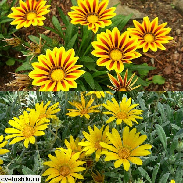 Gazania (7)