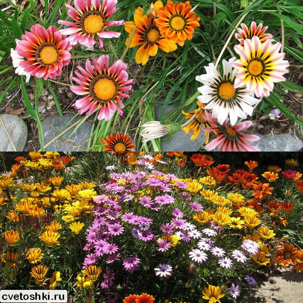 Gazania (9)