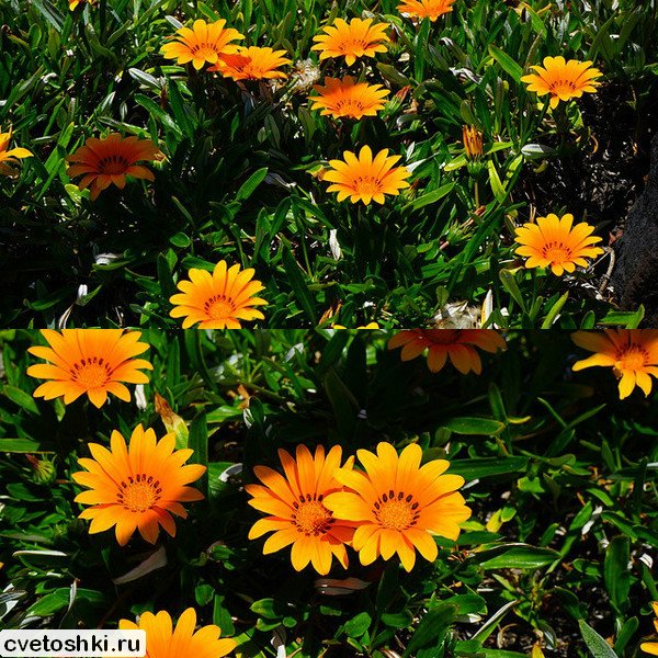 Gazania pavonia (1)