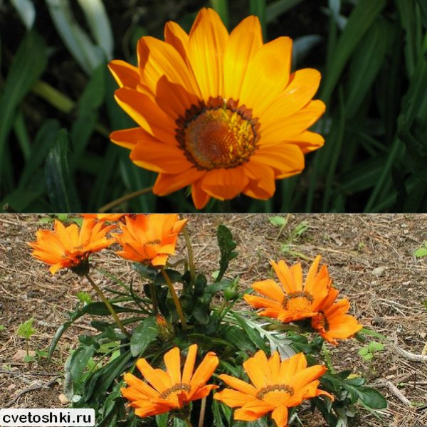 Gazania pavonia (2)