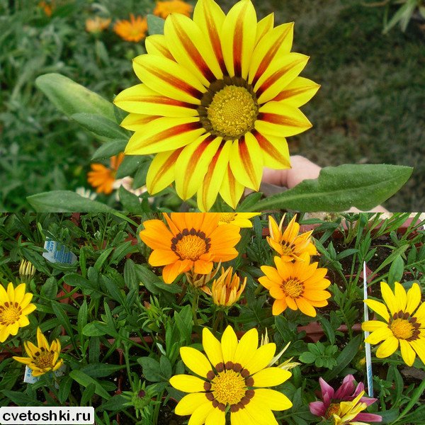 Gazania x hybrida (1)