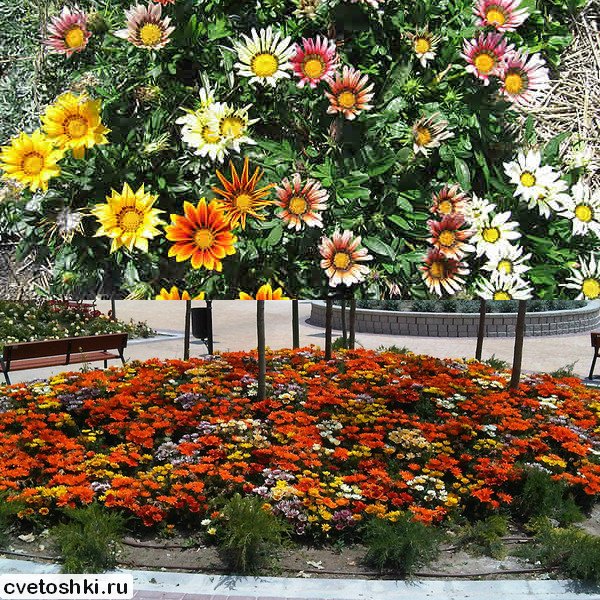 Gazania x hybrida (2)