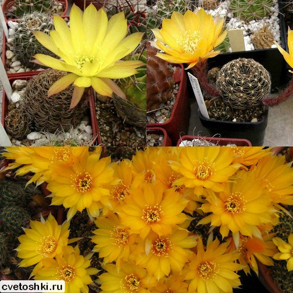 Lobivia arachnacantha (4)