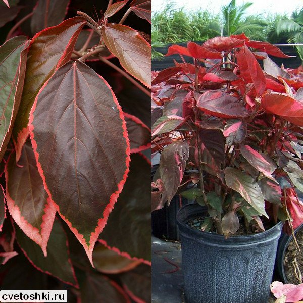 acalypha wilkesiana (2)