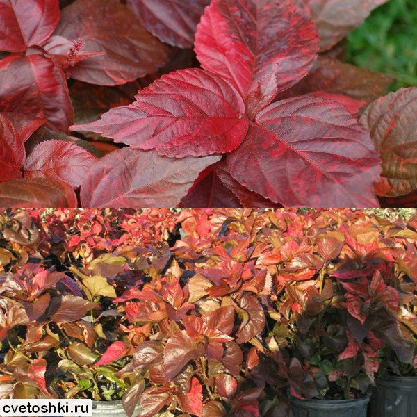 acalypha wilkesiana (3)