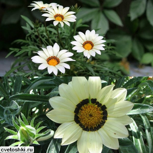 gazania (1)