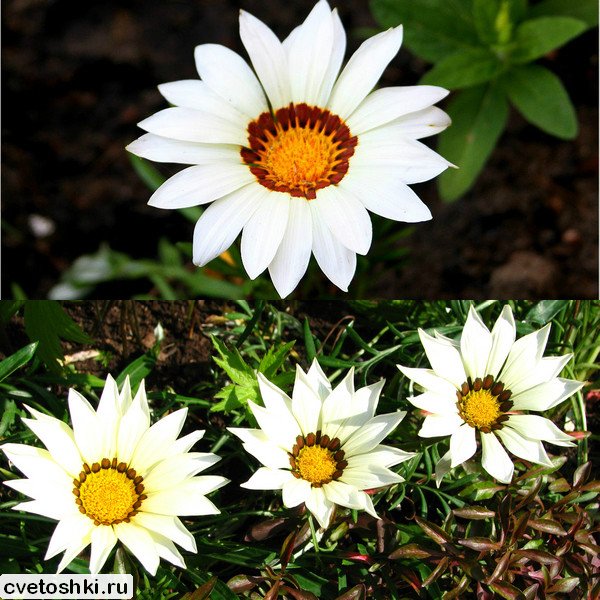 gazania (2)