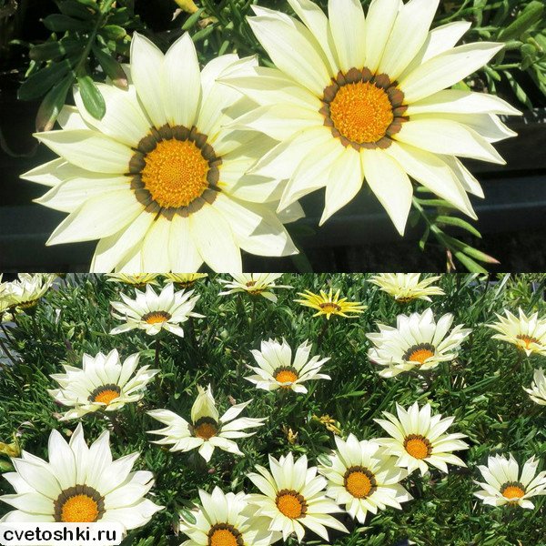 gazania (3)