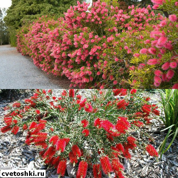 callistemon-1