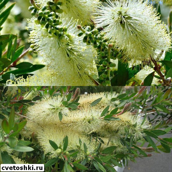 callistemon-2