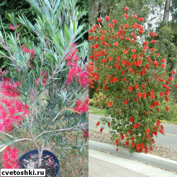 callistemon-3