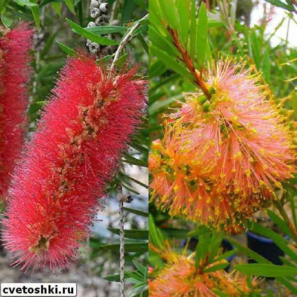 callistemon-4