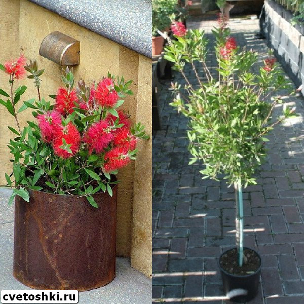 callistemon-citrinus-1