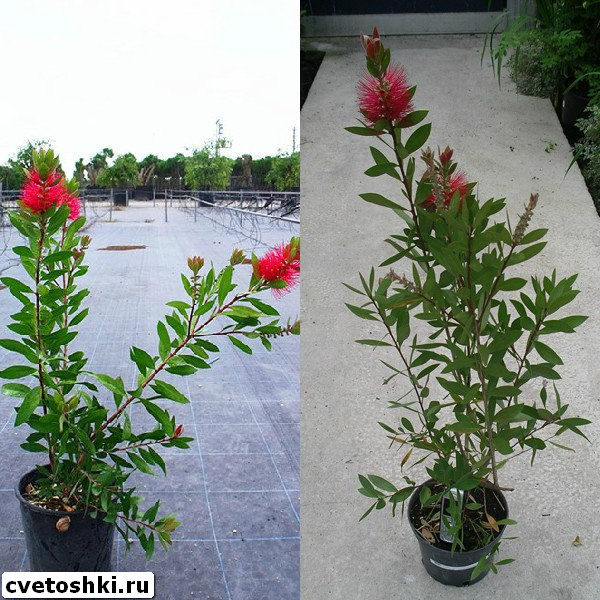 callistemon-citrinus-2