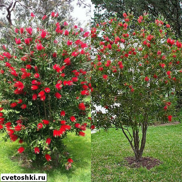 callistemon-citrinus-3