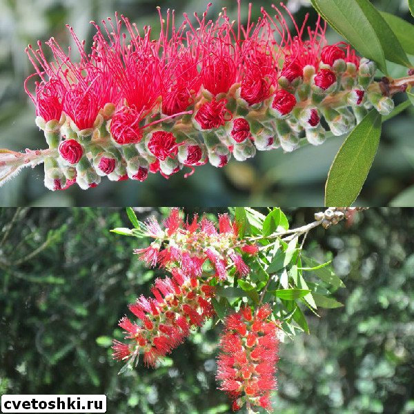 callistemon-citrinus-4