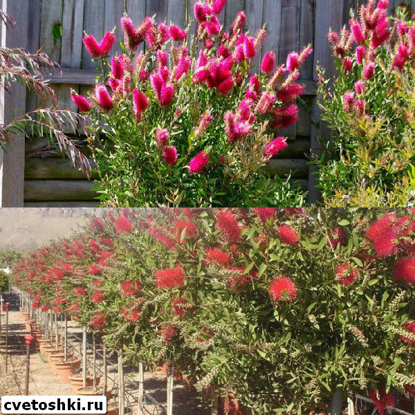 callistemon-citrinus-5