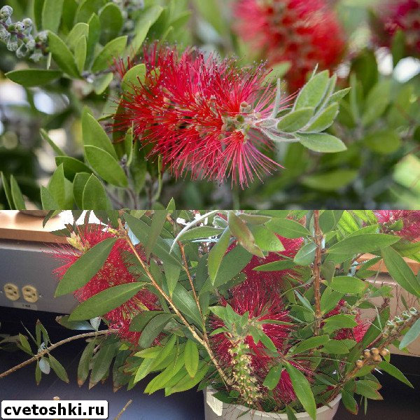 callistemon-citrinus-6