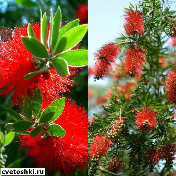 callistemon-speciosus-1