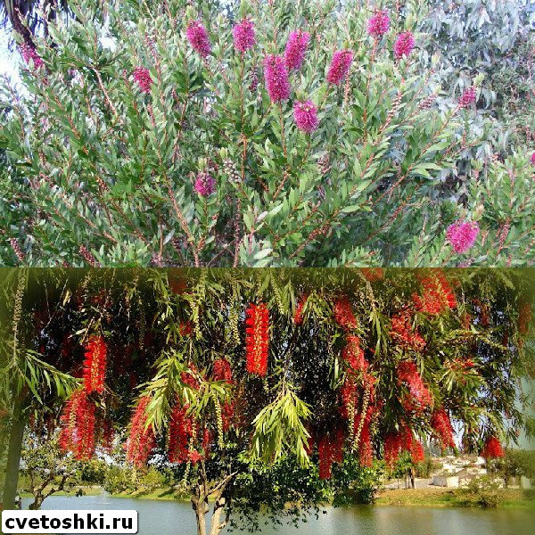 callistemon-speciosus-2