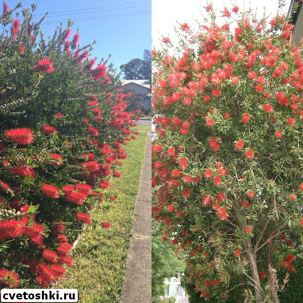 callistemon-speciosus-3