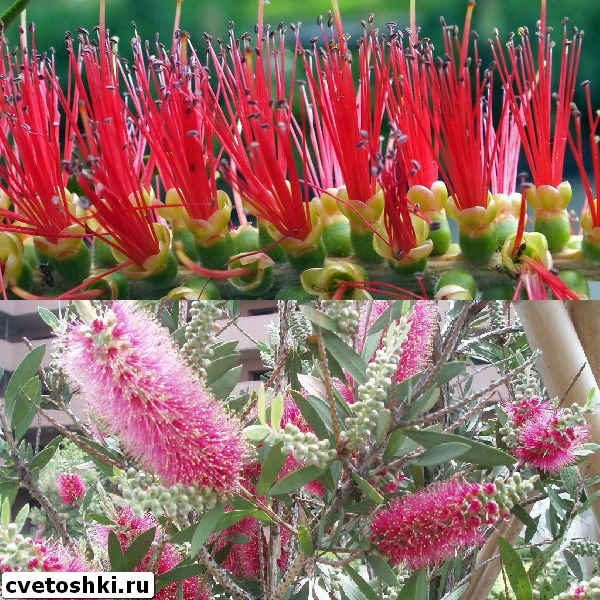 callistemon-speciosus-4