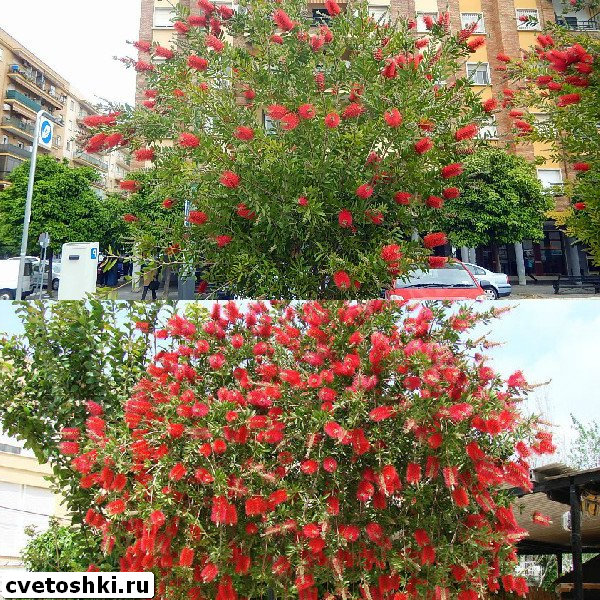 callistemon-speciosus-6