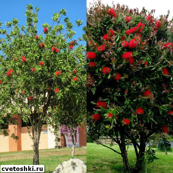 callistemon-speciosus-7