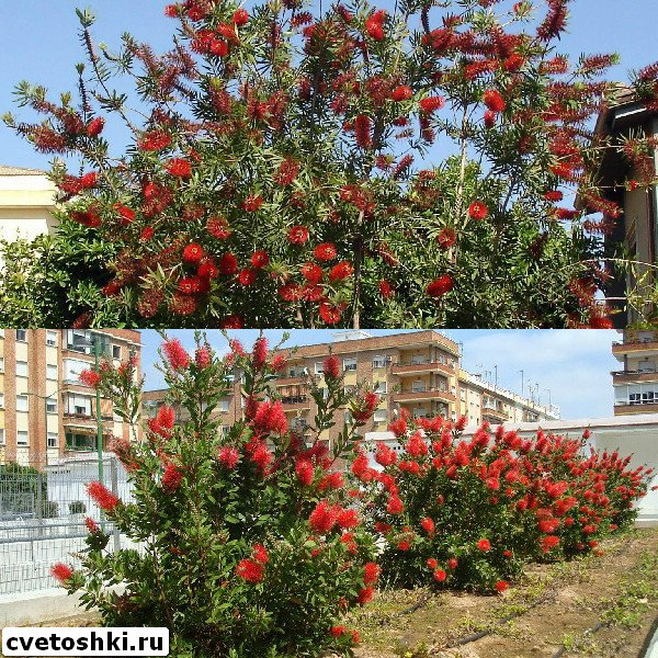 callistemon-speciosus-8