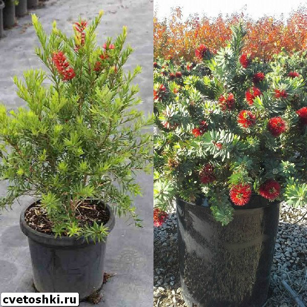 callistemon-viminalis-1