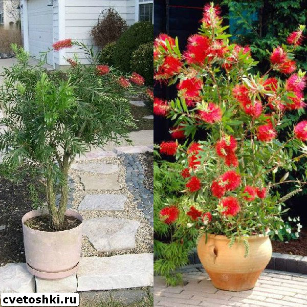 callistemon-viminalis-2