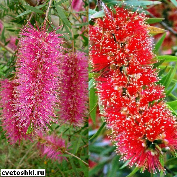 callistemon-viminalis-3