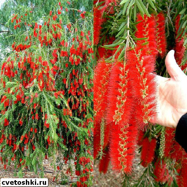 callistemon-viminalis-4