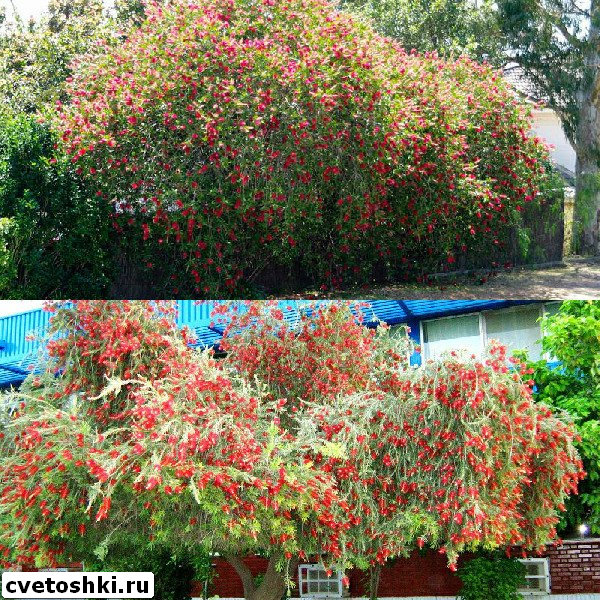 callistemon-viminalis-5