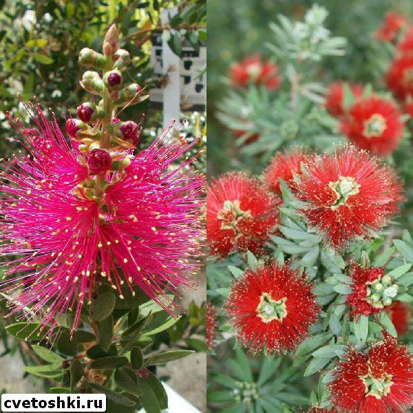 callistemon-viminalis-6