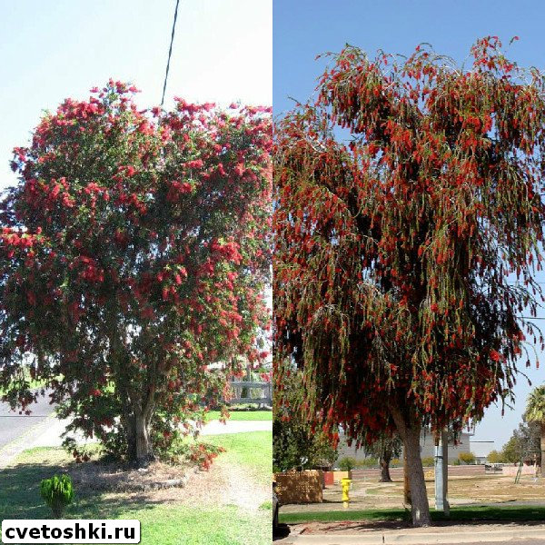 callistemon-viminalis-7