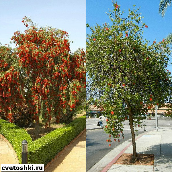 callistemon-viminalis-8