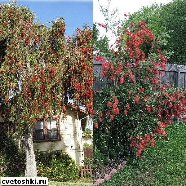 callistemon-viminalis-9